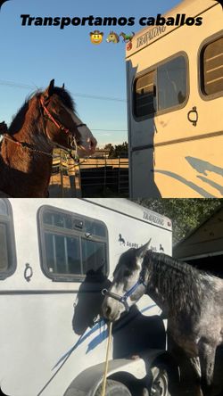 Transportamos Caballos!!