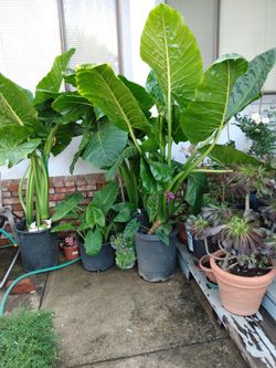 Green Elephant Ears