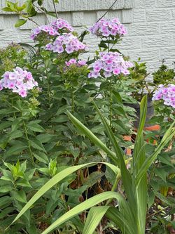 Phlox plants