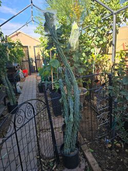 Blue Montrose Cactus 66 inches $35