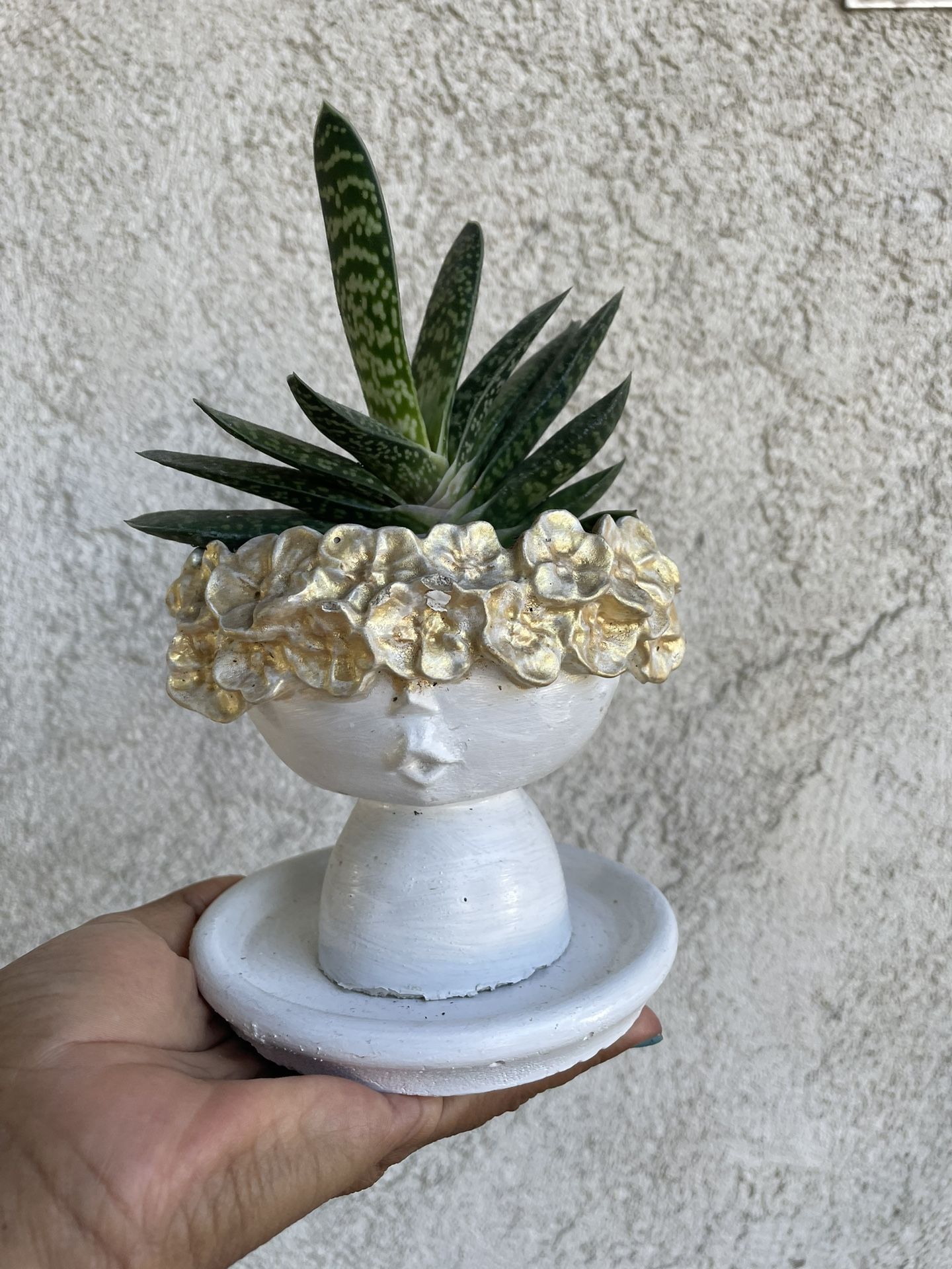 Gasteria “little Warty”