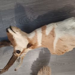 Taxidermy, Deer ANTLERS, ANTELOPE HEAD AND PHEASENT FOR SELL ALL IN GREAT CONDITION.