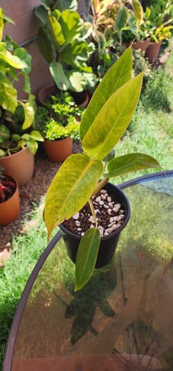 Philodendron Calkins Gold