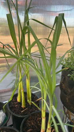 Lemongrass