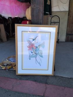 John Gould Hummingbird Print – 26 1/4" x 34 1/4" Large Framed Florisuga Mellivora