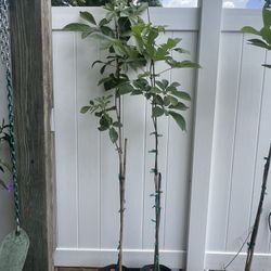 Tabebuia Tree Yellow $100 Each 