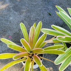 Bromelia 