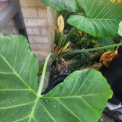 Flowering Bud Elephant Ears 