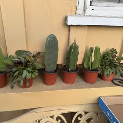 Cacti , Dragon Plant 