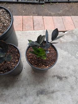 Black ZZ plant