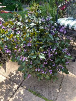Mona Lavender