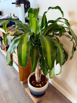 Large Dracaena Corn Plant in Decorative Pot
