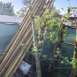 Apple tree