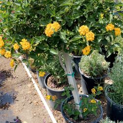 Lantana Tree