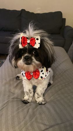 Dog Bib With Matching Hair Bow 