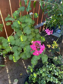 Geranios Y Suculentas