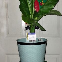 Peace Lily Plant 