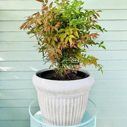 $39 Each Beautiful Plant 