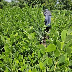 clusias Starting  only $10 Instant Privacy Hedge For Fence Green 