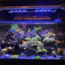 PLASTIC Aquarium Decorations