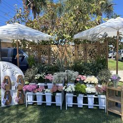 Bloom Bar, Flower Display, Baby In Bloom, Flores, Flower Bar, Flower Bouquet