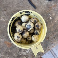 Quail eggs/ Huevos De Godorinz 