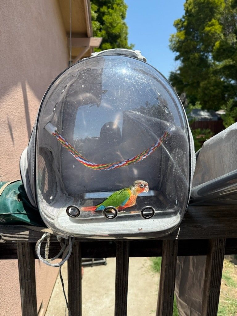 Bird Carrier