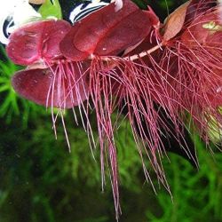 Red Root Floater