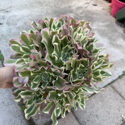 Aeonium White Phoenix Cluster 