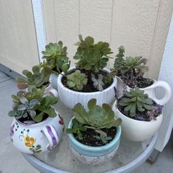Many Beautiful Succulents