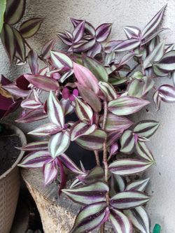 Wandering Jew plant For Sale
