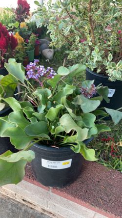 Two Med Size Outdoor Plants