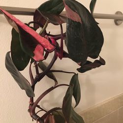Philodendron “Pink Princess”
