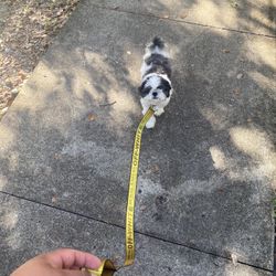 Offwhite Dog Leash And Collar Special