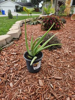 Aloe Vera Plant
