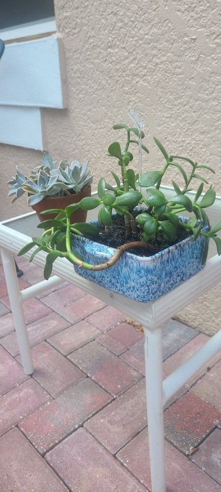 Succulents