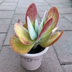 Homegrown organic red colorful paddle plant in white ceramic pot