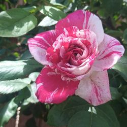 Rose tree and bushes plants.