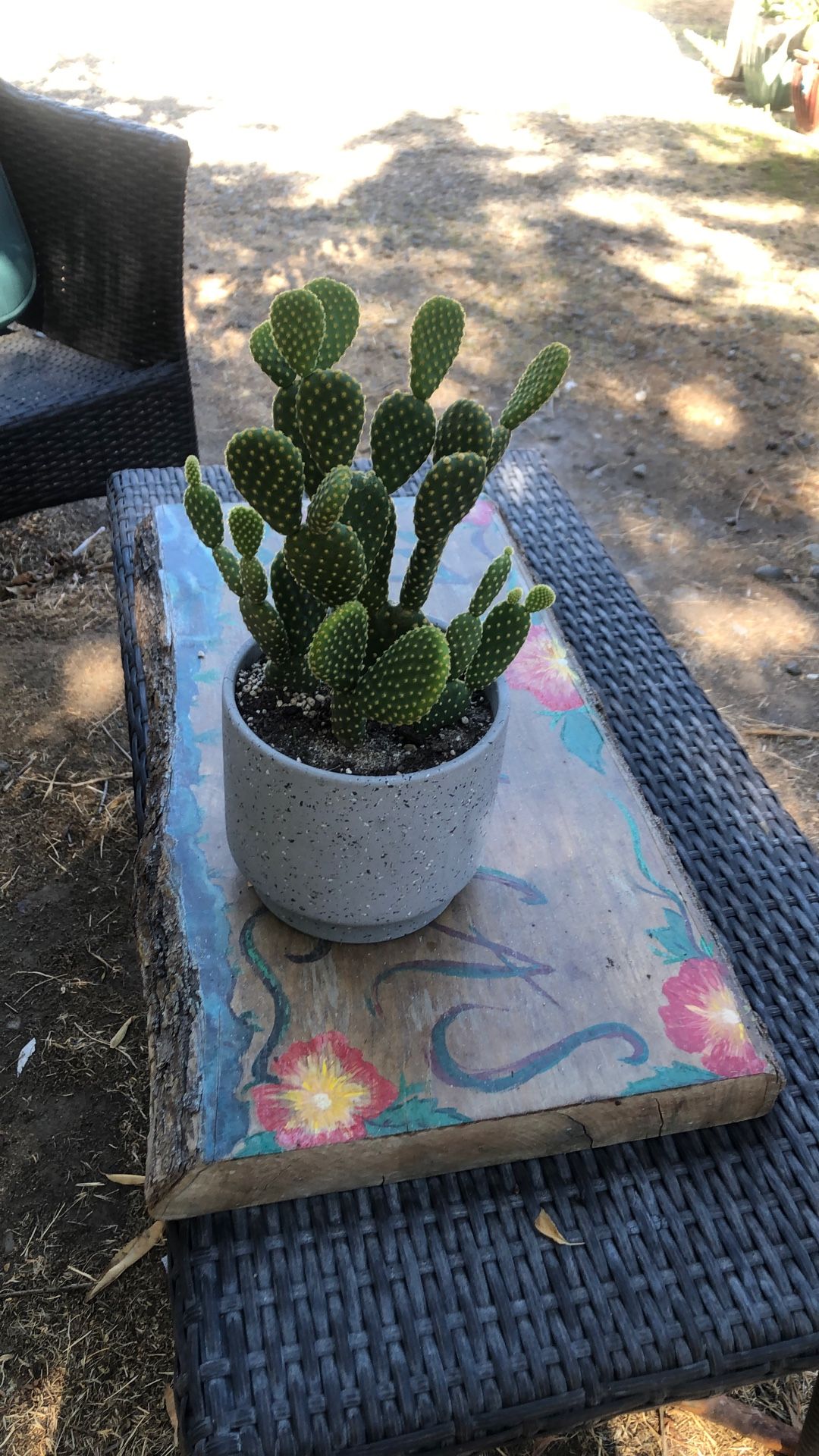 Small Live  Cactus In A New Ceramic Planter 6”