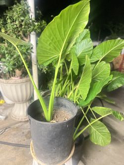 Planta Natural