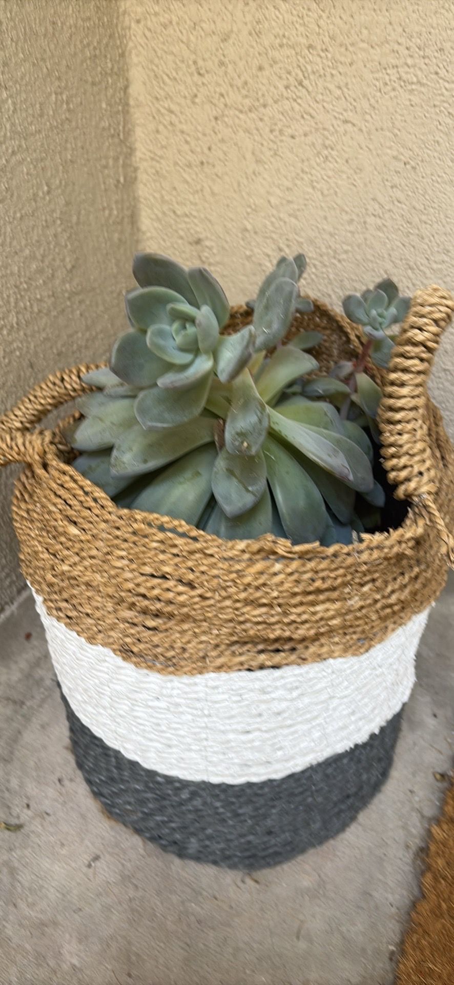 Succulent in basket