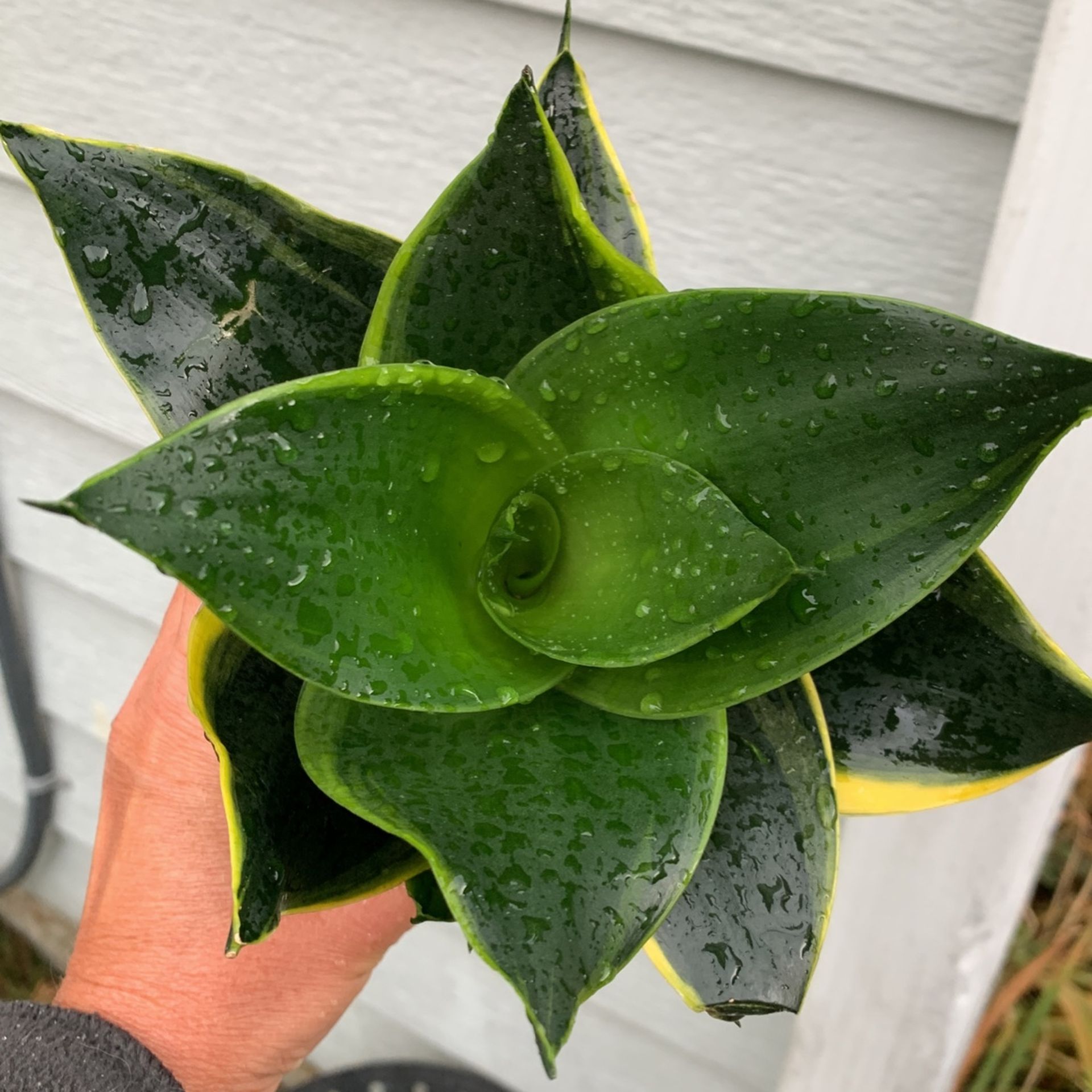 Birdsnest Snake Plant Sansiveria Low Light