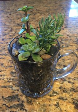 Beautiful succulent gift