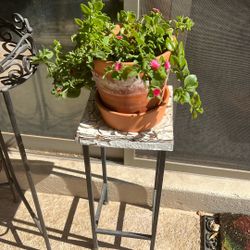 SUNNY. ROSE. FLOWERING. PLANT
