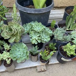 Succulents