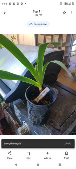 Iris Amarillo 1g