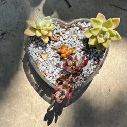Rooted Live Succulents Heart
