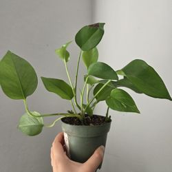 Pothos plant