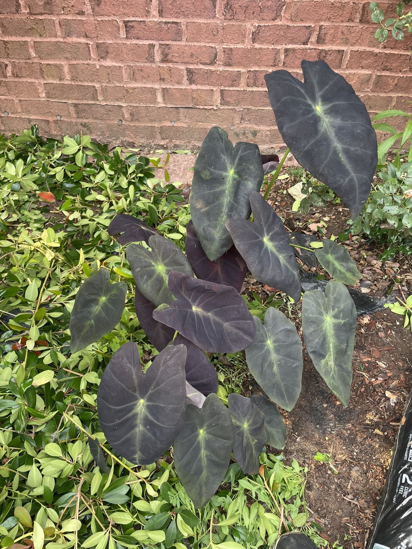 Colocasia esculenta 'Black Beauty' | Outdoor Garden Plant | Comes Back Every Year | Starter Plant