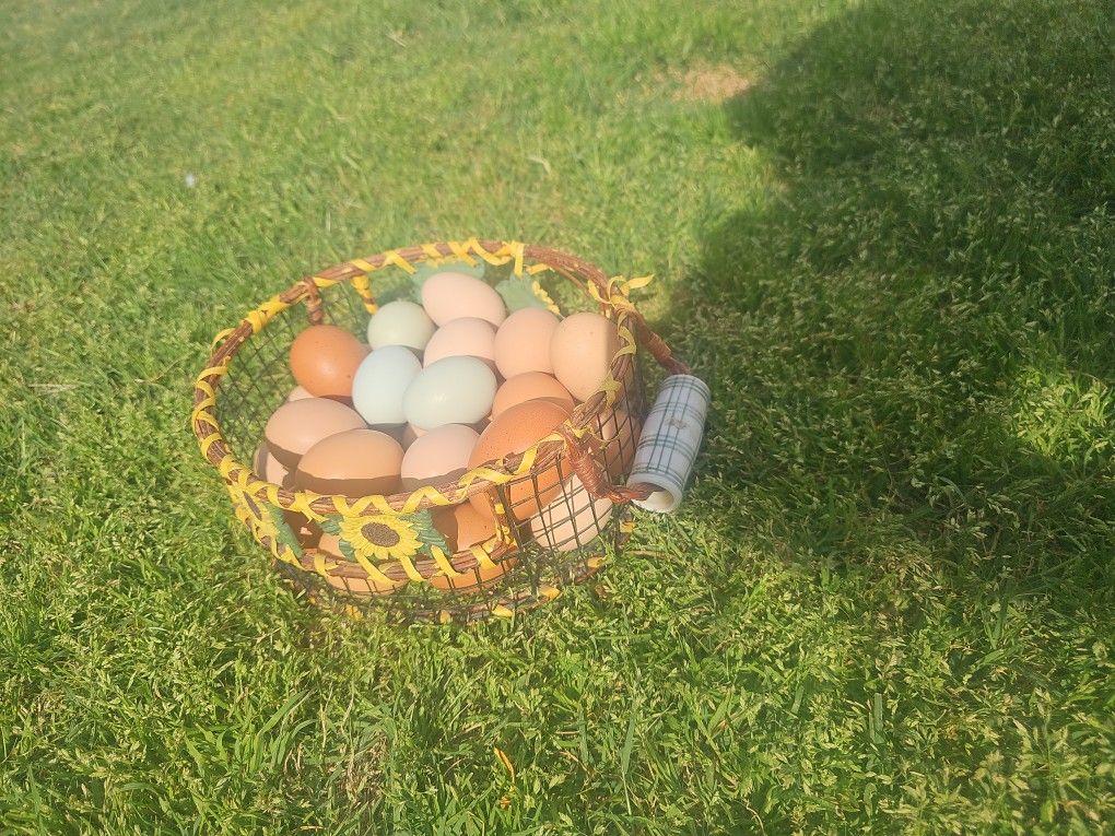 Cage Free Organic Eggs
